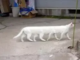 新鲜出炉(国内外最好的手办网站)wf手办价格,(图37) 新鲜出炉(国内外最好的手办网站)wf手办价格,(图37)