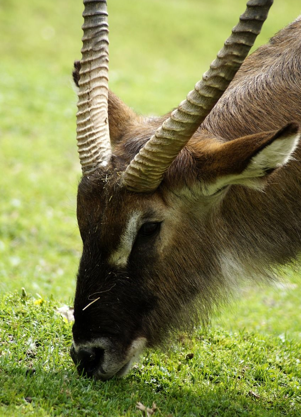 「中羊集团」羊得了破伤风怎么办,别急!