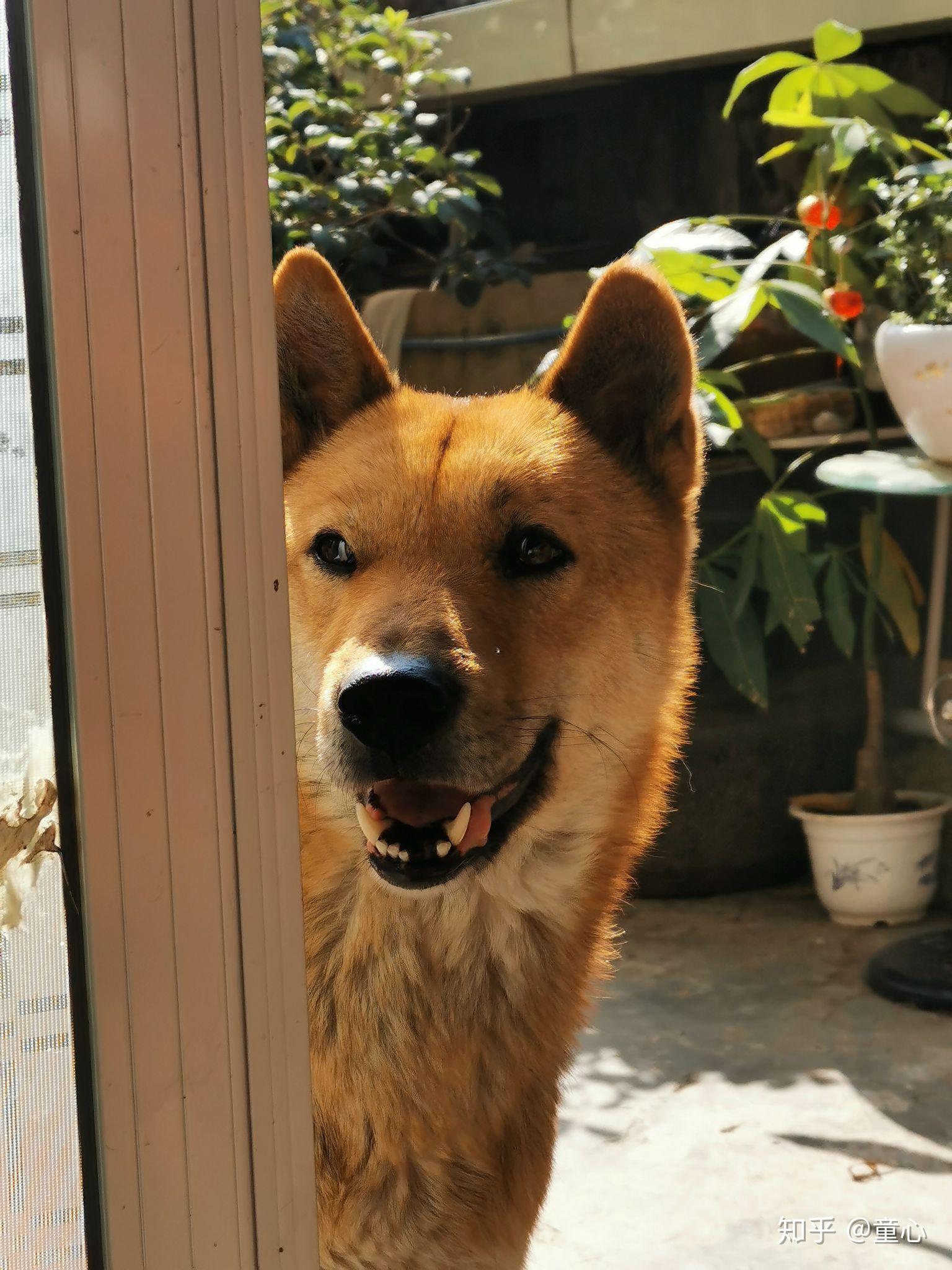 正宗的中华田园犬到底长什么样?