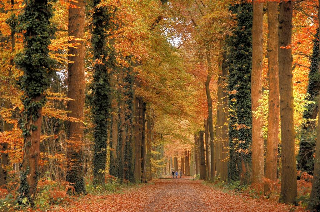 拍照技巧教程树林 v2-d55647c518062ffe21b574bb2c70903b_1440w.jpg?source=172ae18b