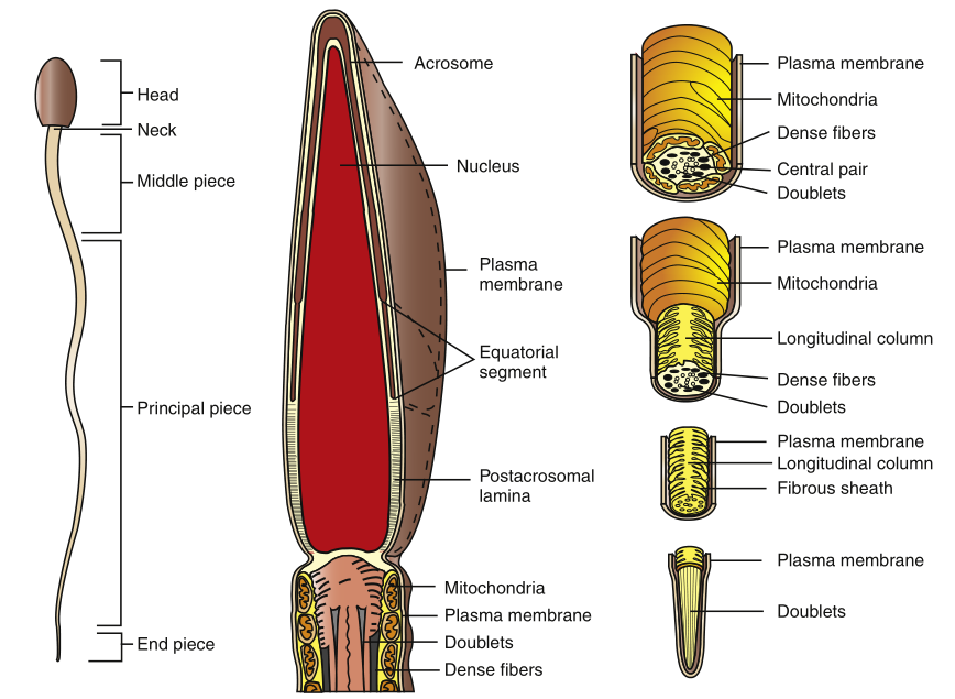 种公马配种费100万这些小蝌蚪真够贵的