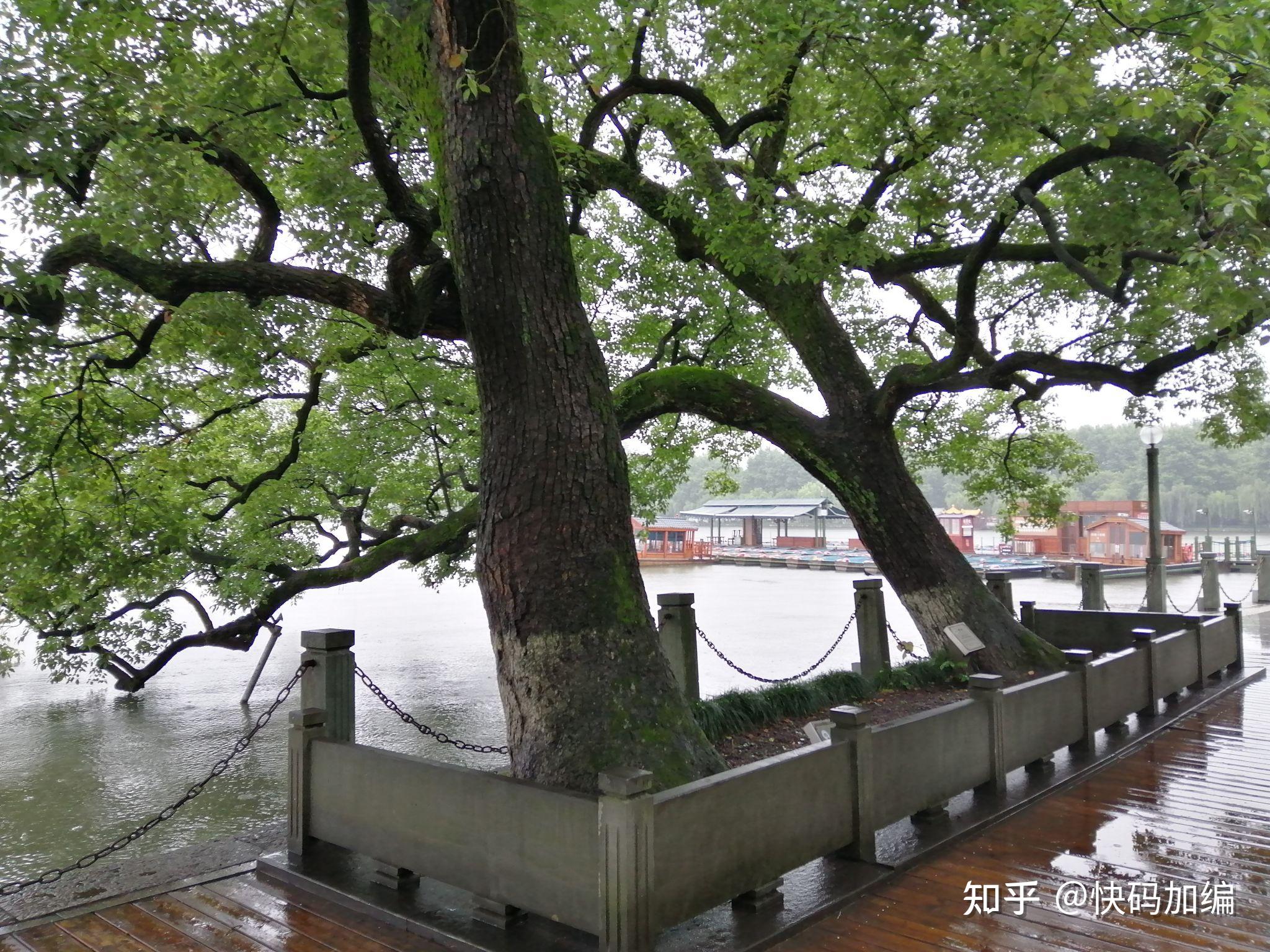杭州西湖边上古老的香樟树