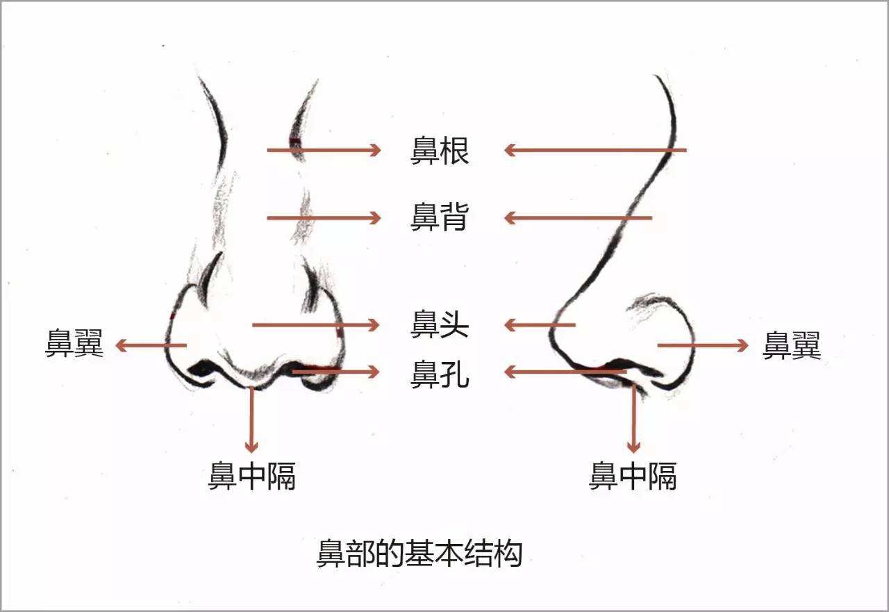 春天换季感觉鼻子更敏感了