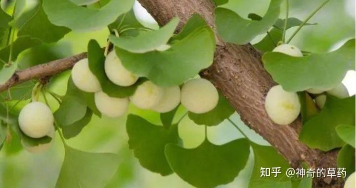 最全的中药材分类总结列表(功效、归经、性味、药用部位) - 知乎