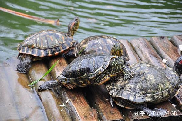 老家,我爸說在路上撿到了一隻野生的烏龜(捕抓野生烏龜屬於違法行為)