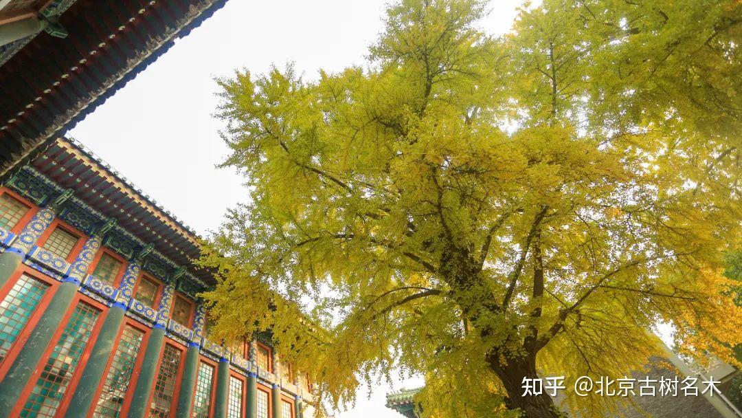 埋首不负建楼意举头窗映银杏黄中国国家图书馆古籍馆古银杏