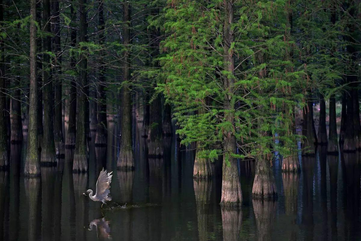 这些树成天泡在水里照样高大挺拔 难道有特异功能 知乎