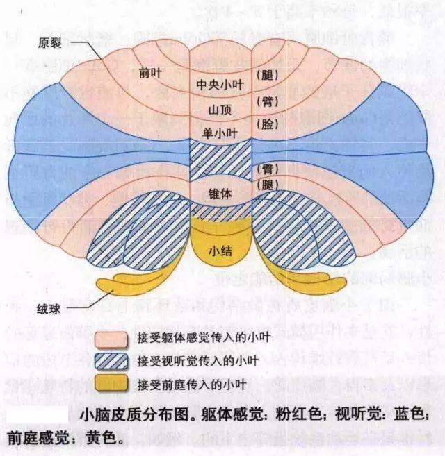 小脑的内部结构