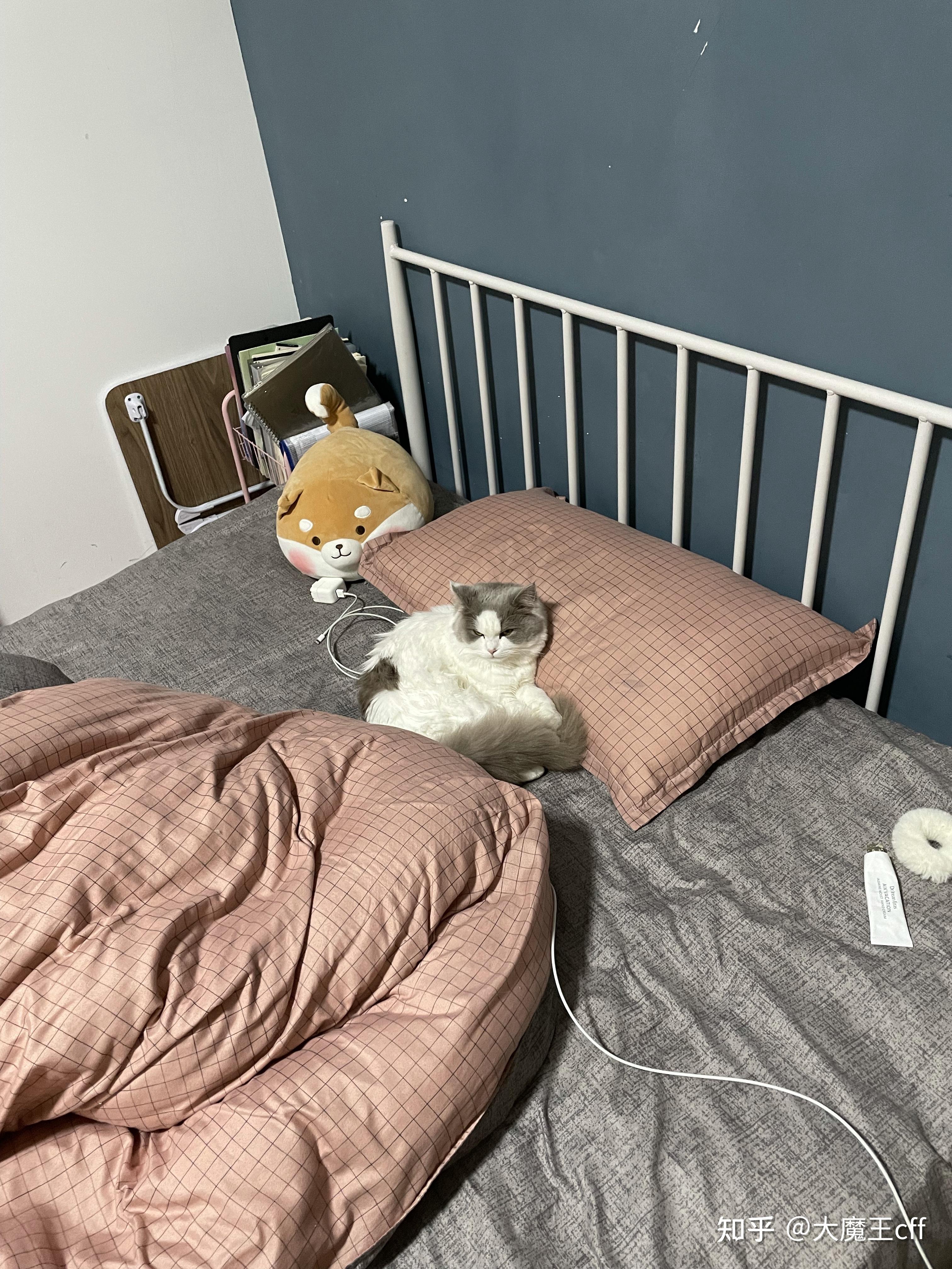 大伙有养英短串布偶的图嘛? - 知乎