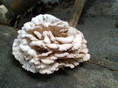 杂菌的通用名称是裂褶菌,在云南叫白参菇,陕西叫树花,湖北叫鸡毛菌