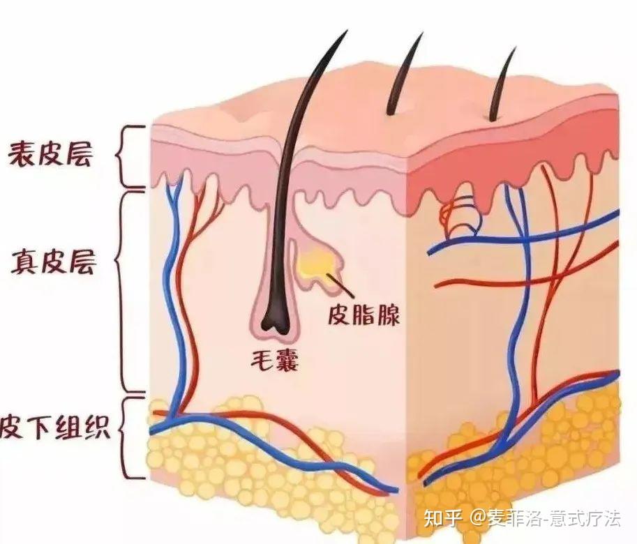 漲點知識丨從皮膚的構造談談皮膚管理的重要性