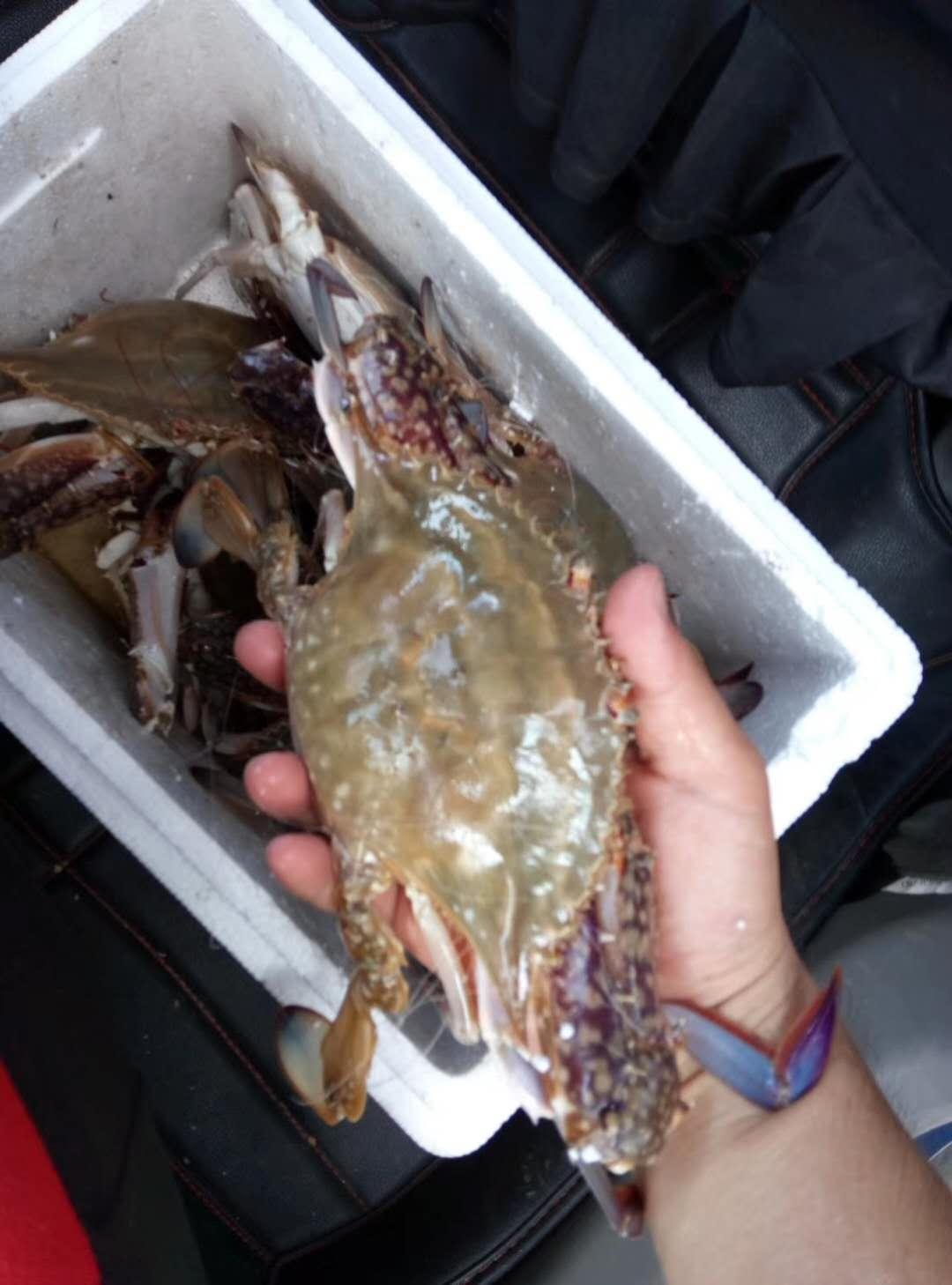 手机里没有大叉子的单纯的图片,只有公母螃蟹混合在一起的图片,肚脐