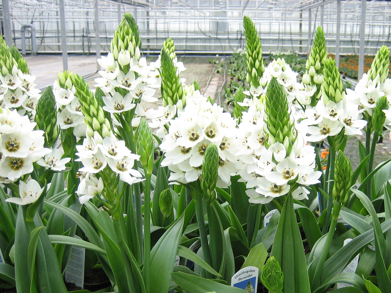 作为切花销售的一般是拟锥虎眼万年青(ornithogalum thyrsoides),原产