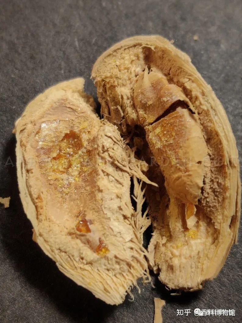 美洲恩物香脂木豆吐鲁香脂秘鲁香脂