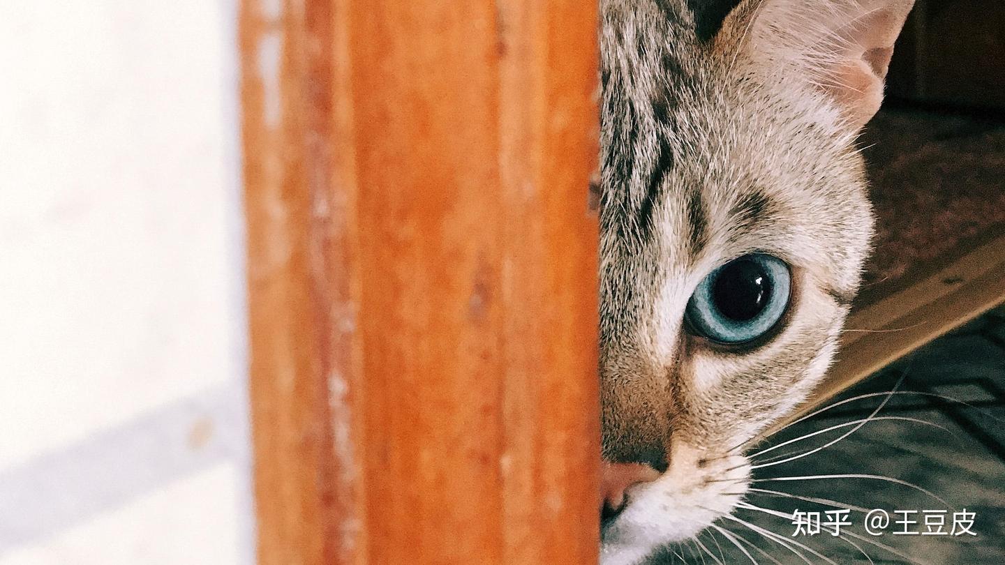 猫会因绝育而恨你吗 浅谈动物的恐惧 防御行为与经典条件反射 知乎