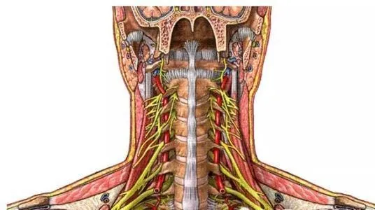 颈椎五六七节压迫神经图片