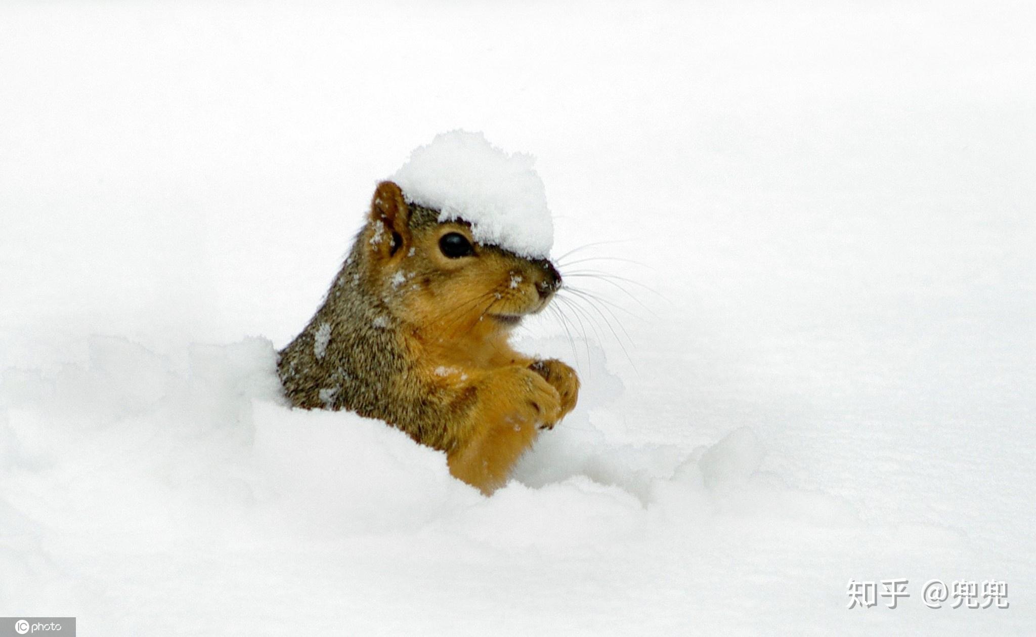 冬日已至大雪纷飞,小动物又是怎么过冬的呢?