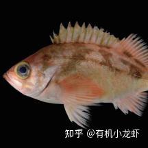 许氏平鲉 - 知乎