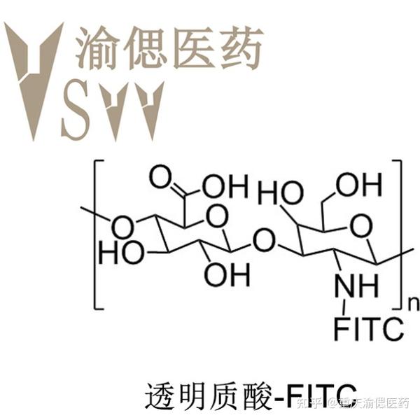 荧光素标记的透明质酸；（Hyaluronate）HA-FITC(图1)