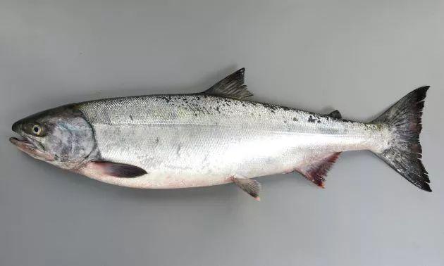 鱼子 |谁说卵们没有用?