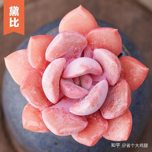 适合小白入手的几款多肉- 知乎