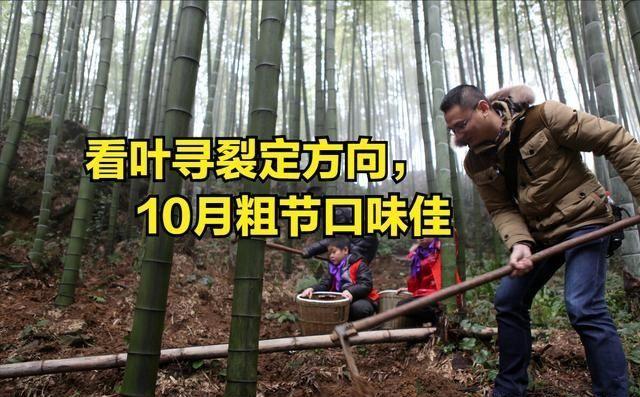 冬季挖笋很简单把握这几点挖竹笋的方法半天一箩筐背都背不动