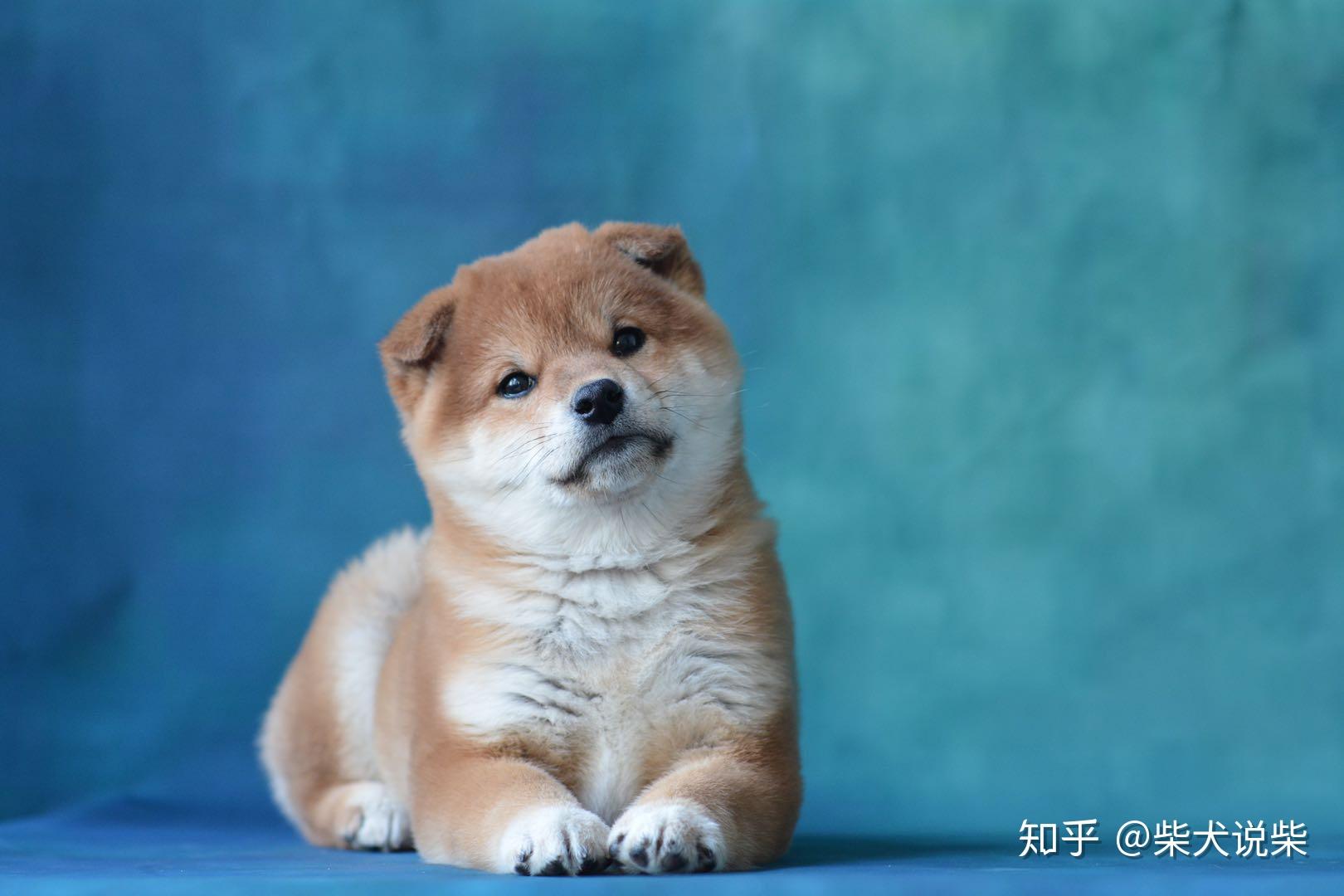 血统小柴犬幼犬价格多少?