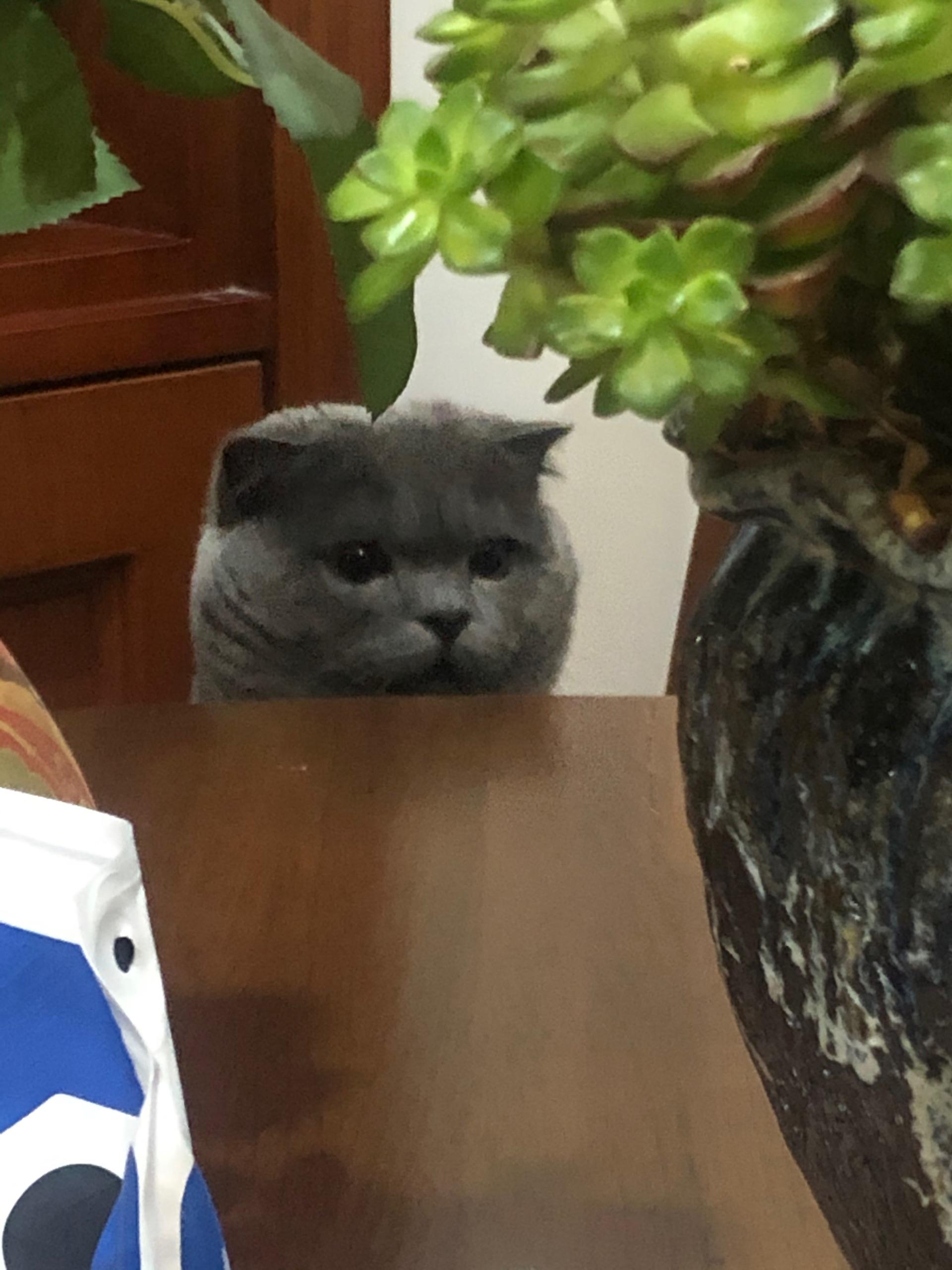 立耳土狗小时候 v2-d5df53ba652349445cd9d122760e48fd_r.jpg