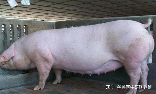 母猪产后不食的原因以及治疗方案，实用 - 知乎