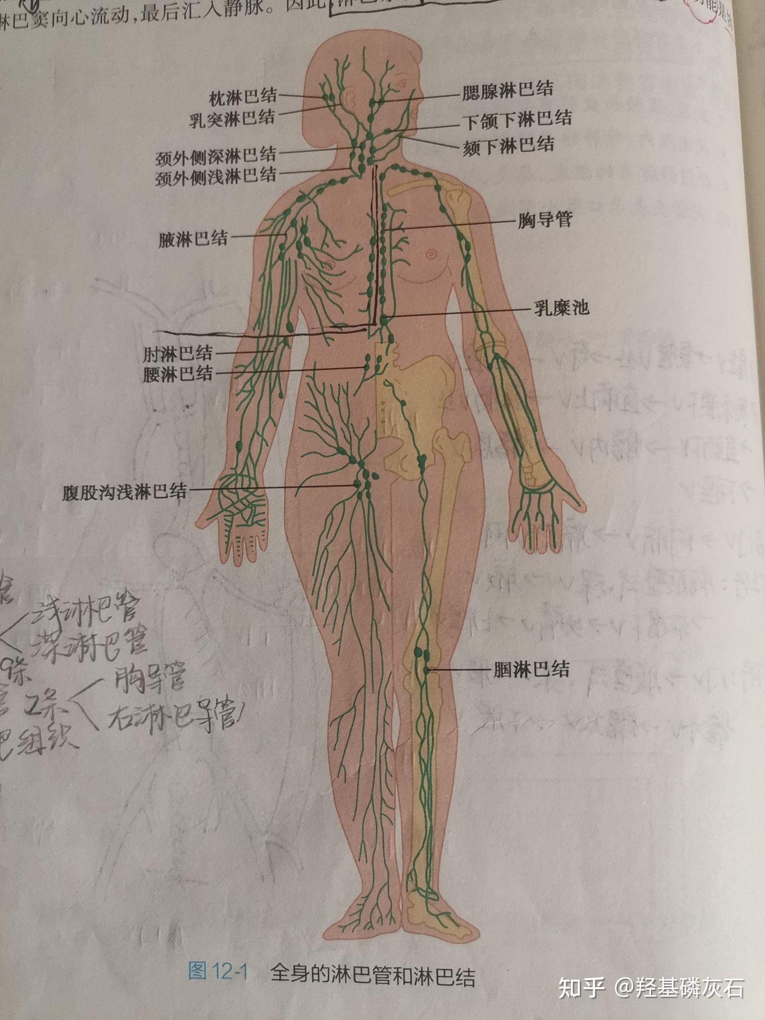 系统解剖学 第十二章 淋巴系统