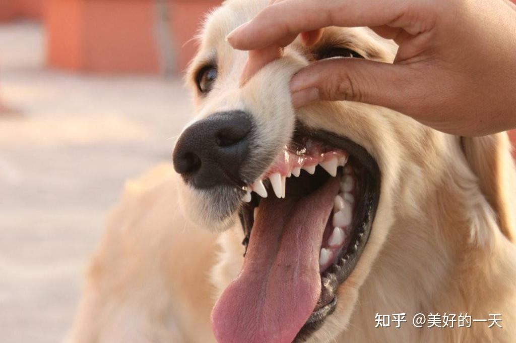 狗狗换牙会出现什么情况?