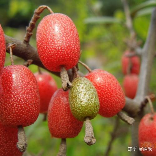 小时候吃过的野果