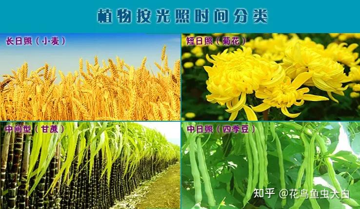 对植物进行连续光照的影响
