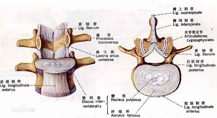 另外颈椎椎体附近有前纵韧带,后纵韧带黄韧带和弓间韧带加固,增加颈椎