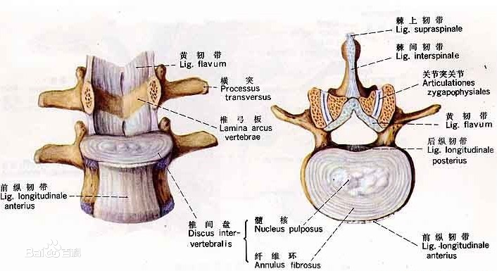 黄韧带与硬脊膜解剖图图片