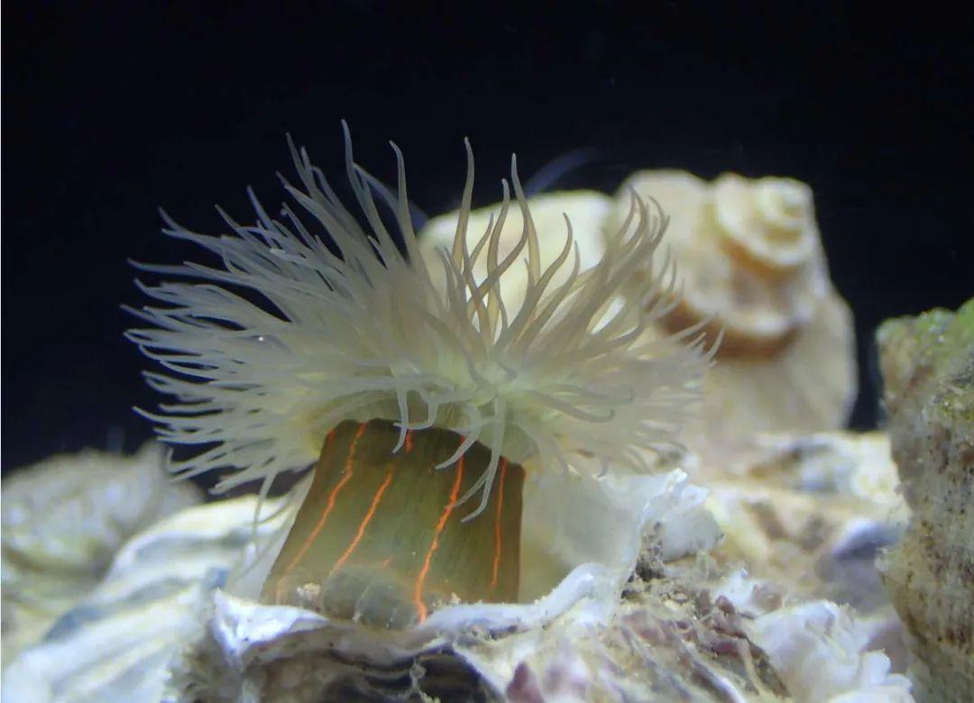海底世界海葵素材-海底世界海葵图片素材下载-觅知网
