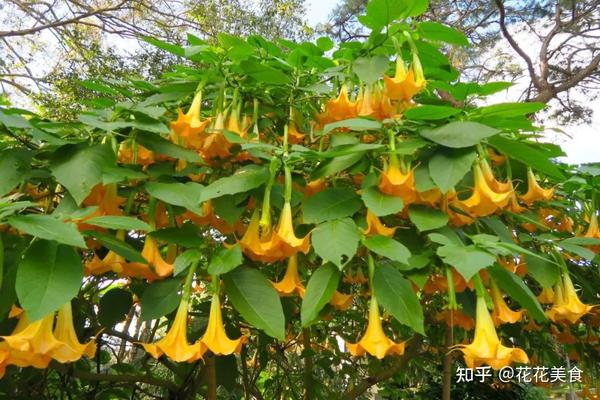 【曼陀罗】天使的号角,美貌之下却是世界上最毒的花草之一 - 知乎