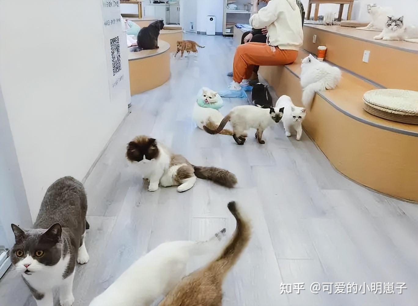 开猫舍需要准备什么证件吗 - 知乎