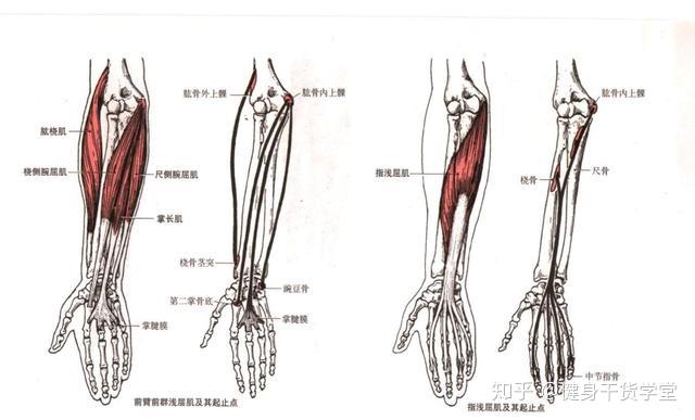 每天分享一塊肌肉——前臂肌群 - 知乎