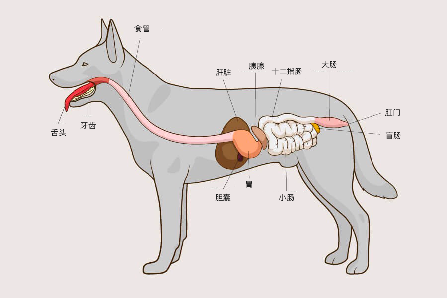 狗的消化系统包括参与摄取和加工食物的所有器官