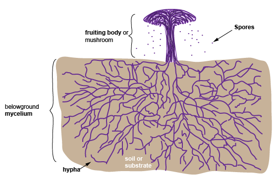 但通常在设计中运用到的是真菌的菌丝体(mycelium)部分,它是菌丝