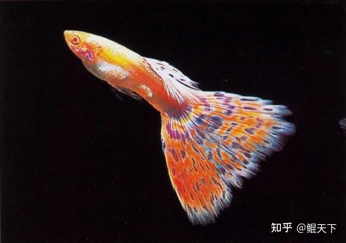 孔雀鱼谱系之马赛克孔雀鱼