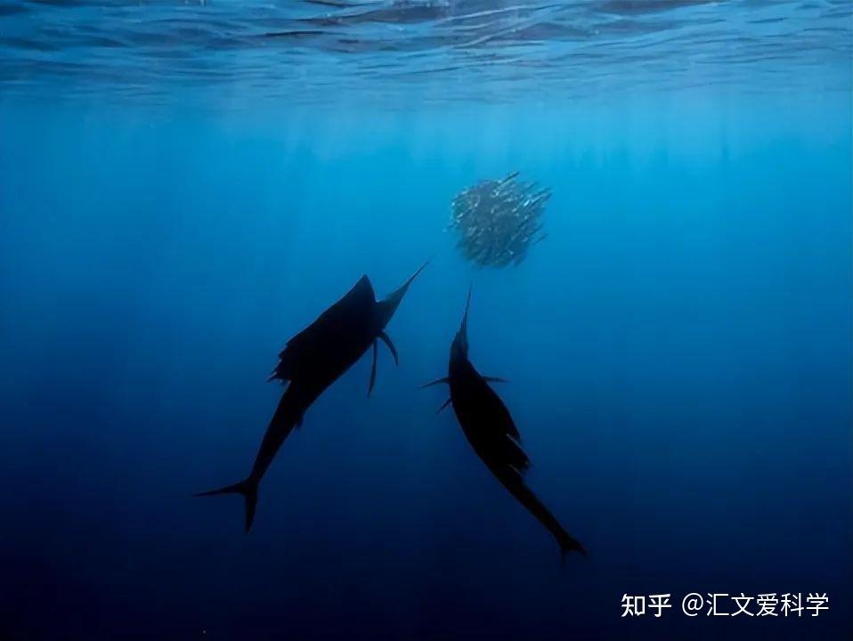 神秘旗鱼：从指甲盖大小