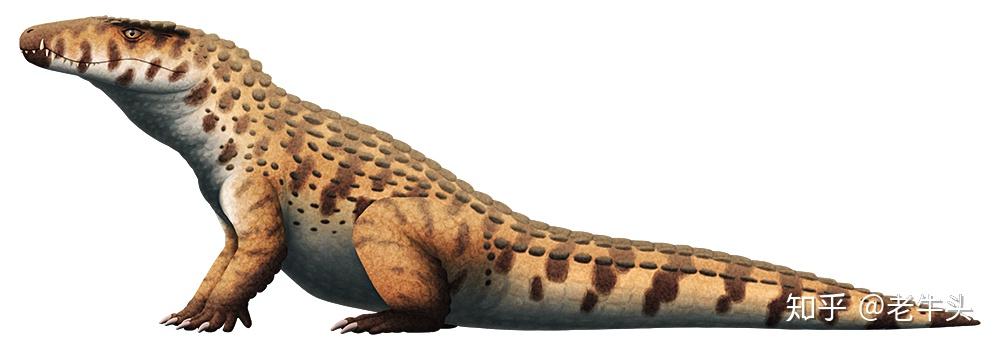 远古的鳄类的食性前后颠倒的阔背志留鱼祁连山东段奥陶纪笔石古生物