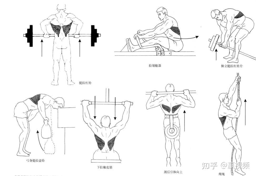 圖片來源於網絡其實對於背闊肌,也沒有什麼針對背闊肌厚度,背闊肌長度