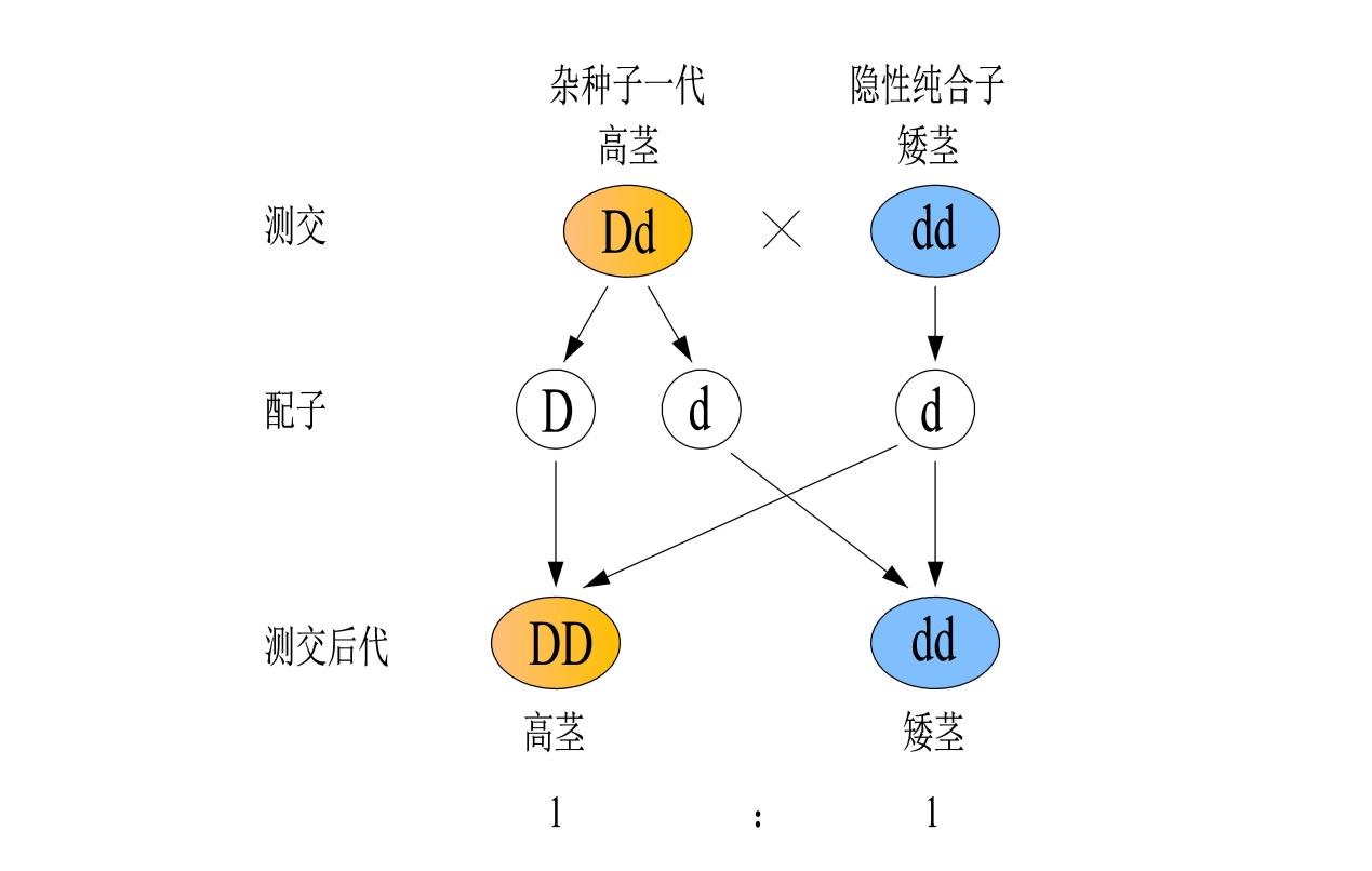 杂合子测交遗传图解图片