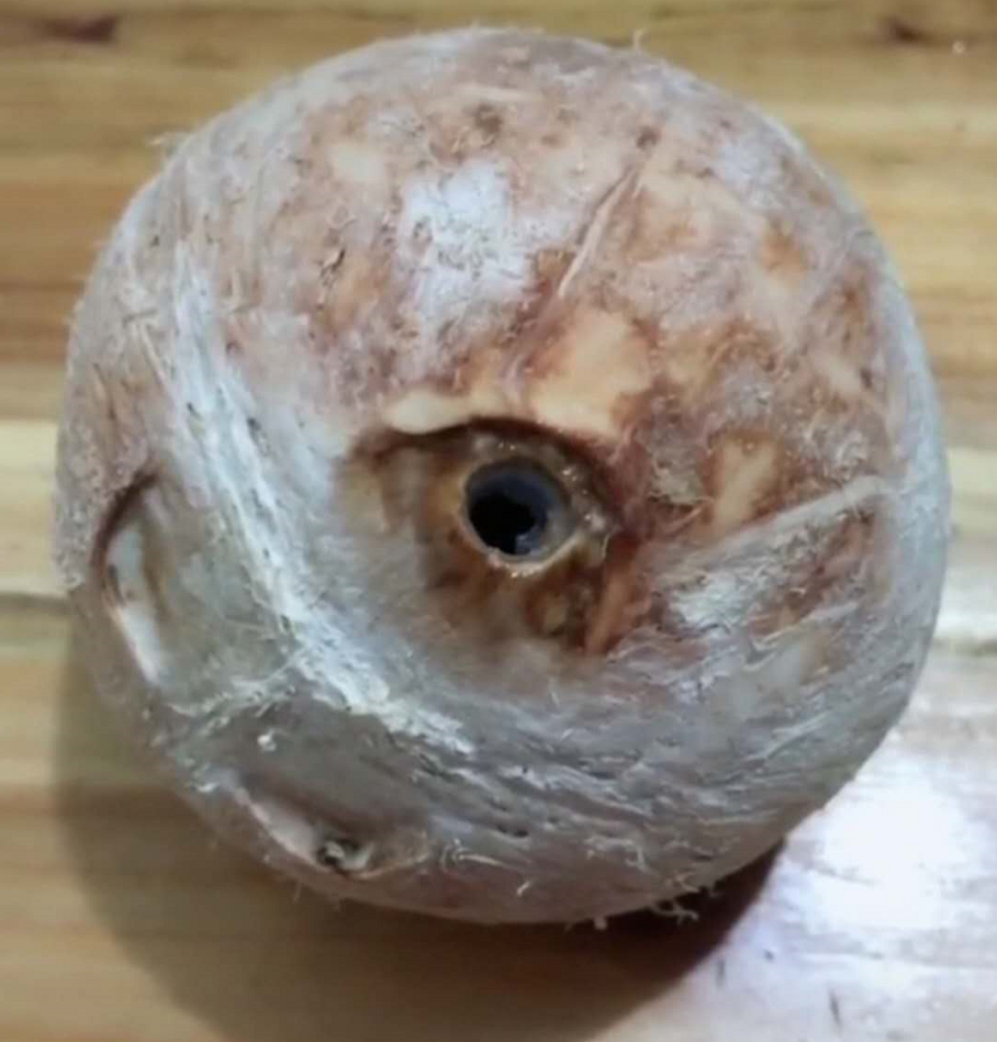 如何开椰青视频 v2-d645980a5c7d683535ff21005a640c71_r.jpg