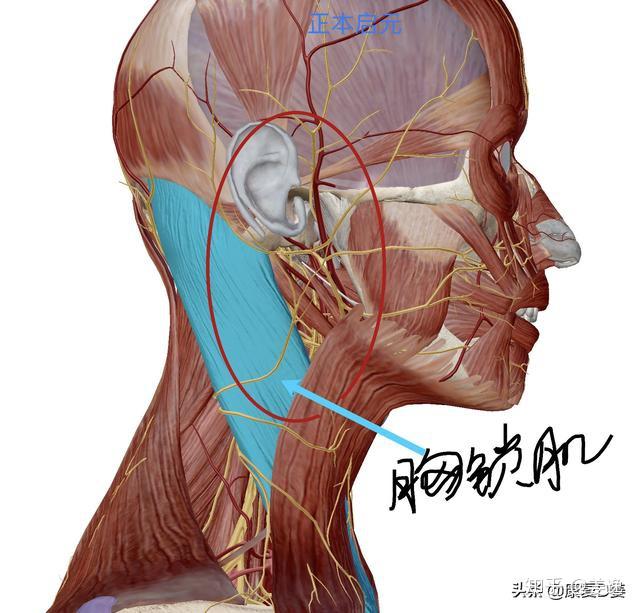 什么是"电脑性头痛"?有什么运动方法推荐? - 知乎