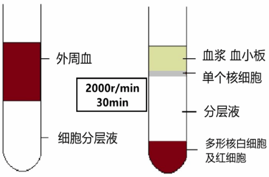 PSCprof 人多能干细胞消化液