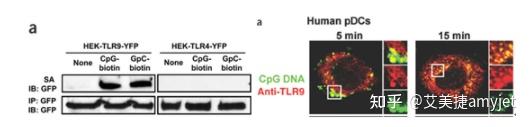 CpG-B DNA (ODN 2006)功能参数 - 知乎